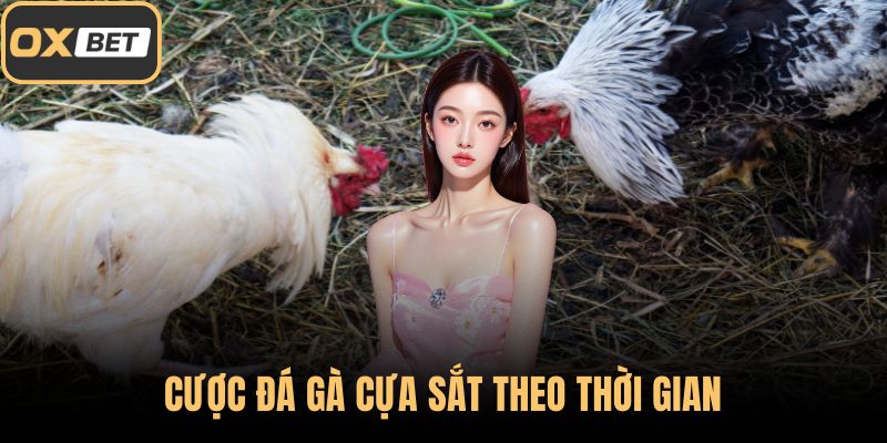 Cược đá gà cựa sắt theo thời gian